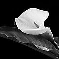 Calla lily flower