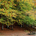 Autumn forest parkland. View of autumn forest park with yellow leaves on trees. Fall season
